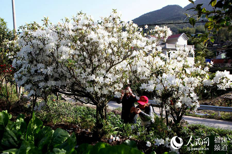 Wild azalea blossoms dazzle visitors