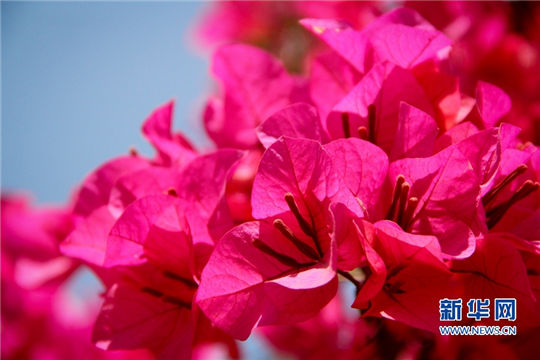 In pics: Fully-bloomed plum blossoms in Fuzhou