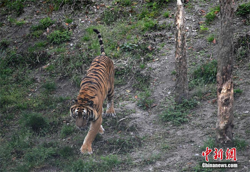 In pics: South China tiger in Longyan