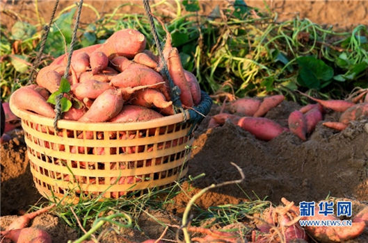 Snapshot of sweet potato harvest on a Fujian peninsular