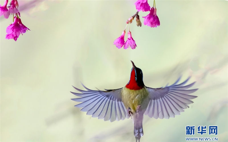 Captivating view of sunbirds collecting pollen