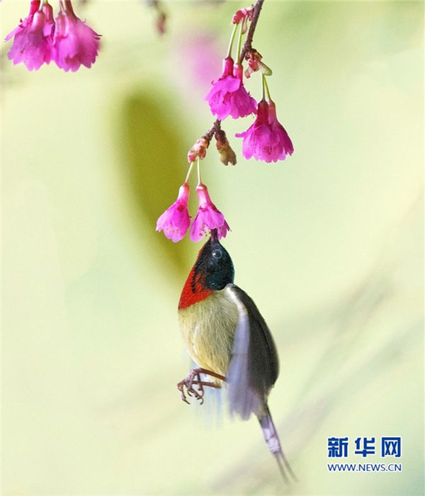 Captivating view of sunbirds collecting pollen