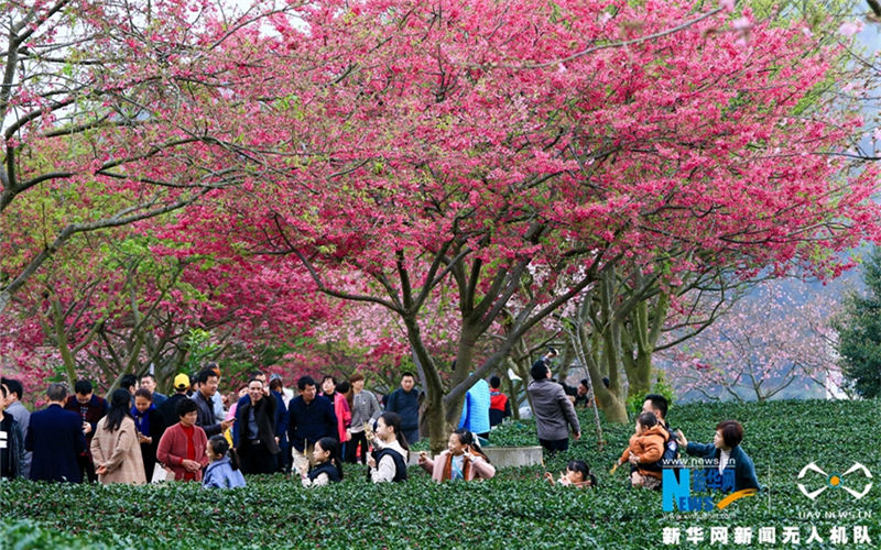 Tourists enjoy view of cherry in tea garden in Fujian