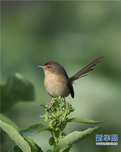 In pics: Little bird perches atop rapeseed flower