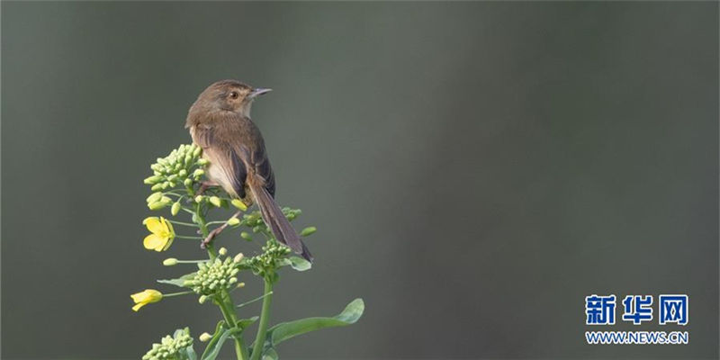 In pics: Little bird perches atop rapeseed flower