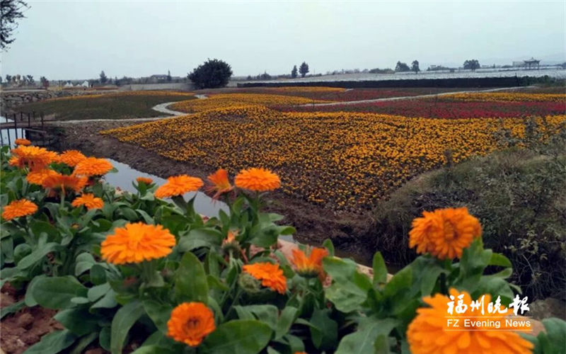 Fujian wetland reserve paradise for migratory birds