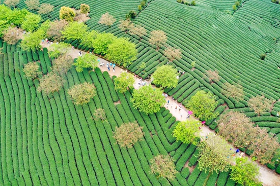 Runners enjoy cherry blossoms in Fujian Zhangping Yongfu Intl Marathon