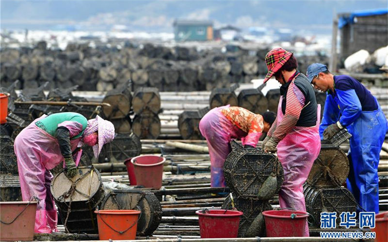 Snapshots of sea cucumber harvest in Xiapu