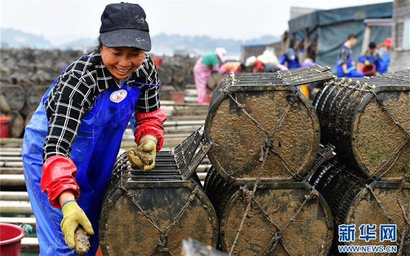 Snapshots of sea cucumber harvest in Xiapu