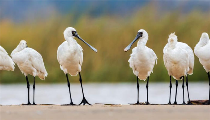 Snapshots of black-faced spoonbill in Fujian