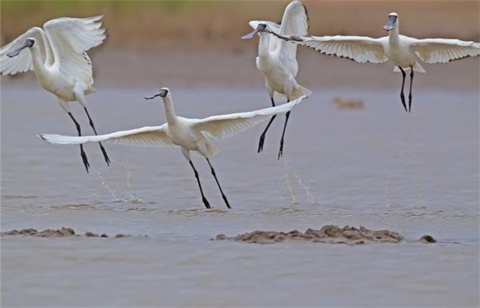 Snapshots of black-faced spoonbill in Fujian