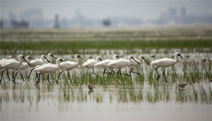 Snapshots of black-faced spoonbill in Fujian