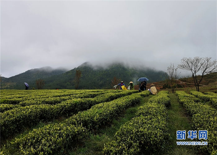 Spring tea to hit the market in Yongtai
