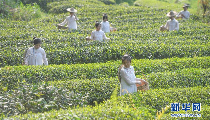 In pics: Tourists experience tea picking in Mount Wuyi