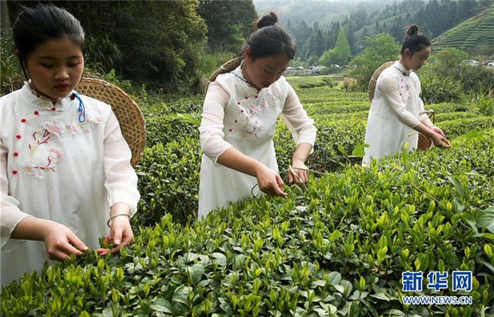 In pics: Tourists experience tea picking in Mount Wuyi