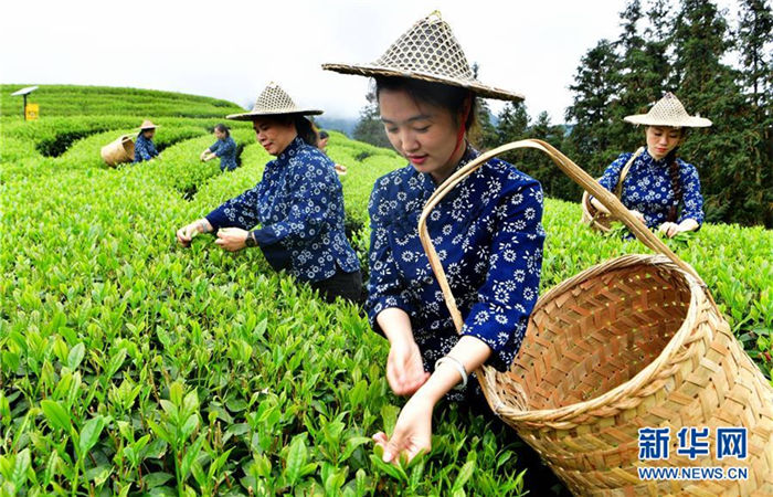 Folk cultural activity held to pray for harvest of tea in Fujian