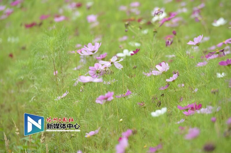 In pics: Coreopsis blossoms in Minjiang park