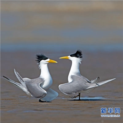 Fuzhou wetland home to rare birds