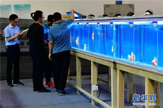 Intl golden fish contest opens in Fuzhou