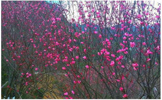 Longyan’s plum blossom perfume