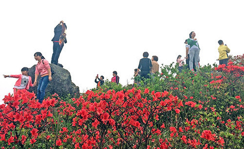 Visitors crowd to see azaleas on Tianping Mountain