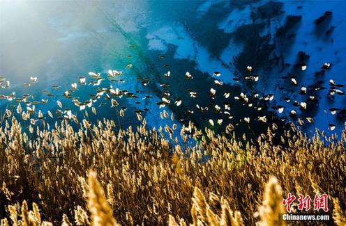 Birds fly in Mingsha Mountain in NW China