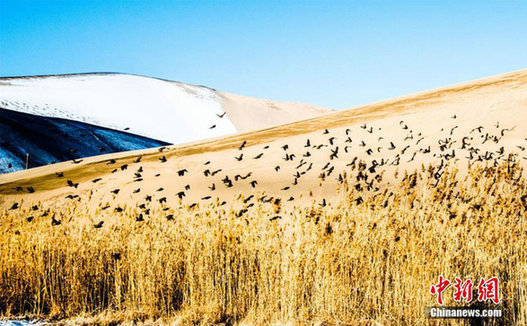 Birds fly in Mingsha Mountain in NW China