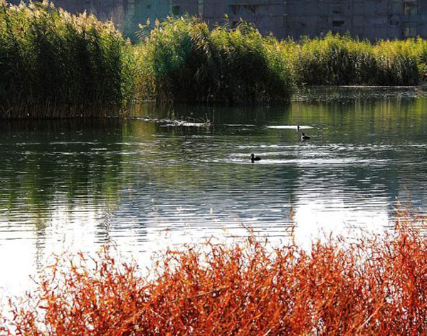 Autumn view of Zhangye National Wetland Park (Zhangye)