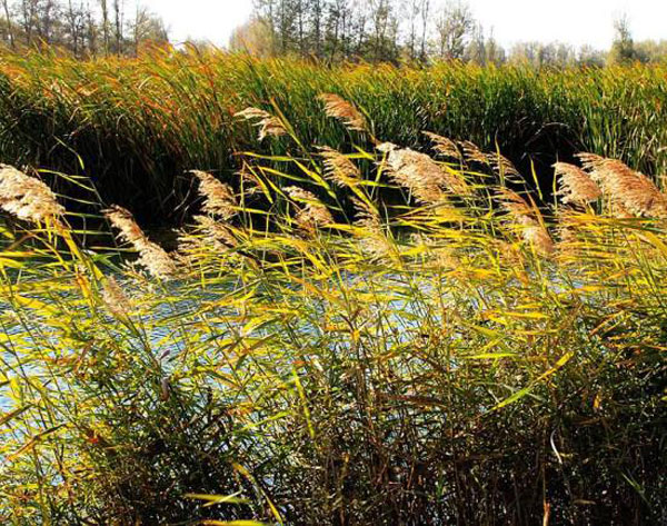 Autumn view of Zhangye National Wetland Park (Zhangye)