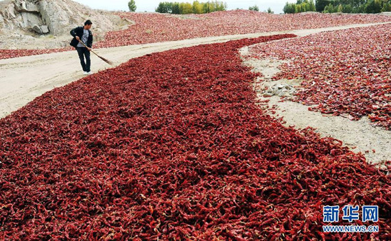 Gansu county sees bumper harvest of chiliesi