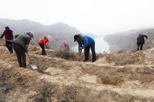 Gansu people green the banks of Yellow River