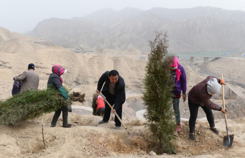 Gansu people green the banks of Yellow River