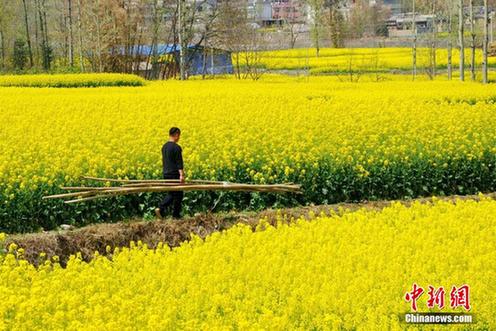 Gansu's springtime yellow sea