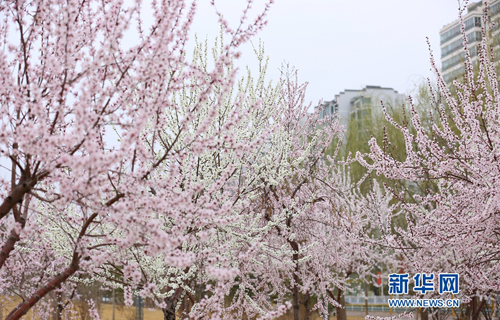 Spring outings in Gansu