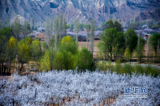 Gansu apricot blossoms not to be missed