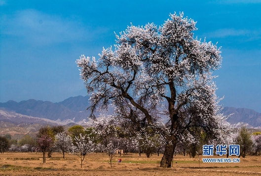 Gansu apricot blossoms not to be missed