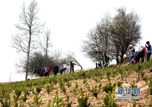 Tree planting takes root in rural Gansu