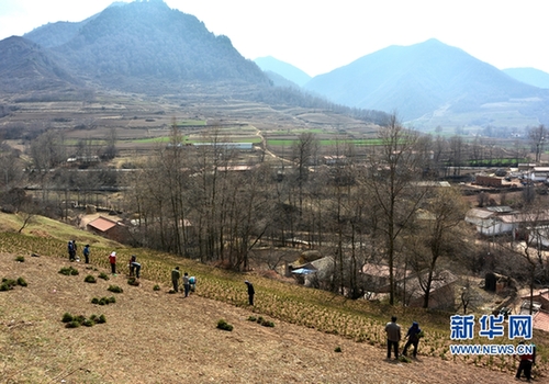 Tree planting takes root in rural Gansu