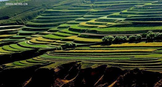 Gansu perfects art of building terraced fields