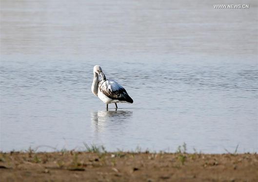 Flamingo seen at Heihe Wetland National Nature Reserve in NW China