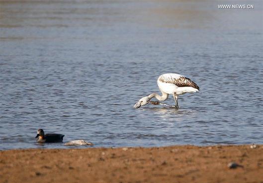 Flamingo seen at Heihe Wetland National Nature Reserve in NW China