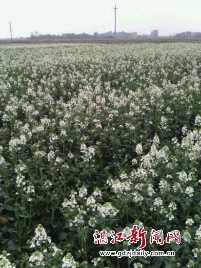 Rape flowers bloom in Anpu