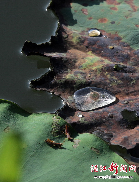 Lotus flowers blossom in Zhanjiang