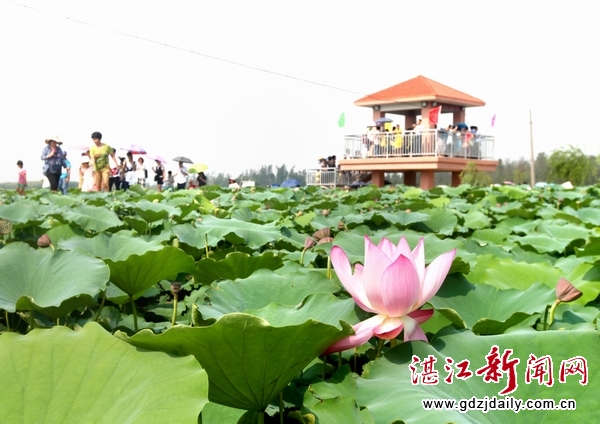 Lotus flower festival opens in Zhanjiang