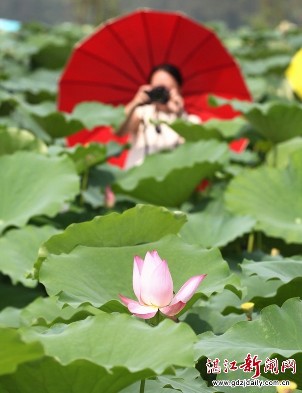 Lotus flower festival opens in Zhanjiang