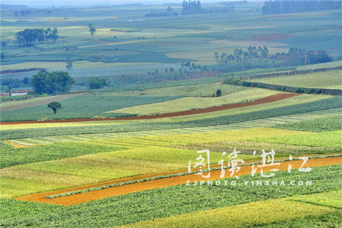 China's first-ever pineapple festival set to open in Guangdong