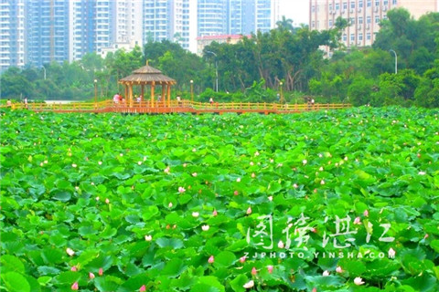 Lotus ready to welcome visitors in Zhanjiang