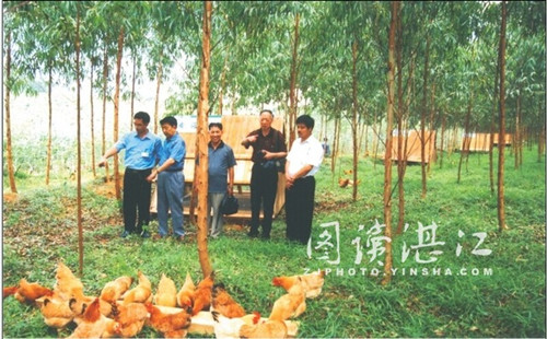 Year of the Rooster: Zhanjiang promotes chicken brand