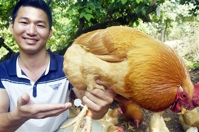 Year of the Rooster: Zhanjiang promotes chicken brand