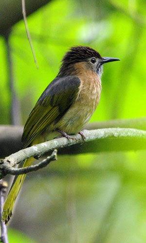 Sanmenjiang National Forest Park